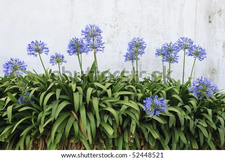 Blue flowers are growing at the base of a wall that has been white-washed. Horizontal shot.