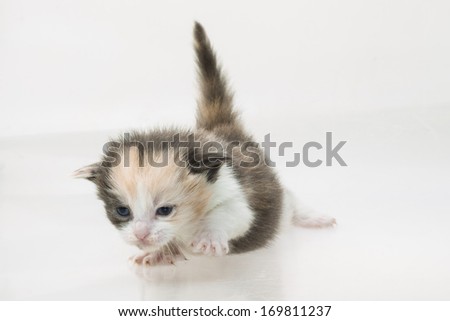 Maine Coon Cat on white background