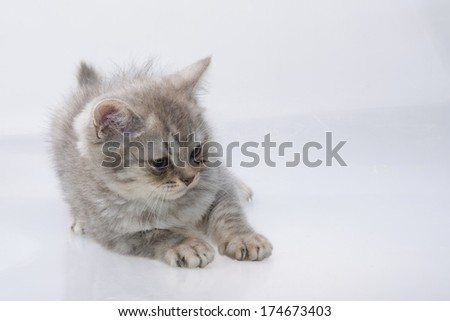 Scottish fold cat on white background
