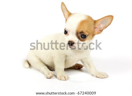 Small Chihuahua Puppies