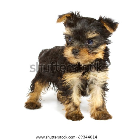 puppy dog wallpaper. Yorkie+dog+wallpaper