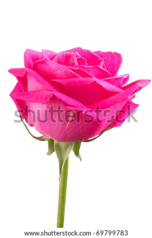 Pink Rose Flower Bouquet. Pink Rose Flower Bouquet.