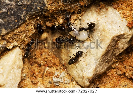small black ants fighting over a larva