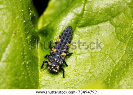 ... Spikes On A Leaf Covered With Dew Stock Photo 73494