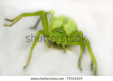 green hairy spider with many eyes