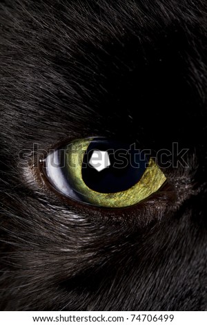 black cat eye wide open