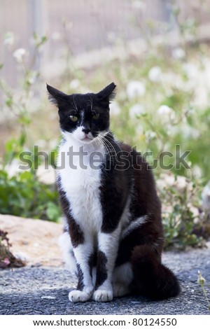 wild street cat with damaged ear sits on the asphalt