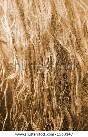 Blonde hair. Curly blonde hair. blondie, blonder