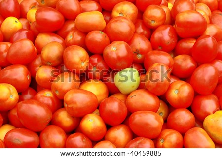A unique green tomato representing accent color amidst group of red tomatoes