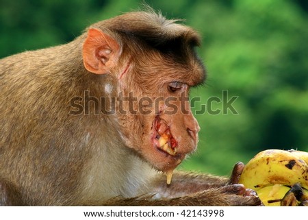 Hungry monkey eating the banana