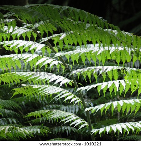 Silver fern leaves in the sunlight. Silver ferns are the origin of the New Zealand emblem, used by Maori for forest tracking.