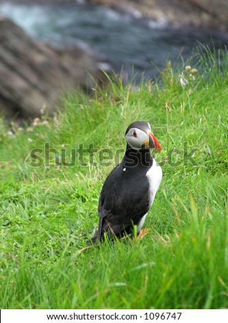 Puffin looking round with a \'Yes? What do you want?\' expression.