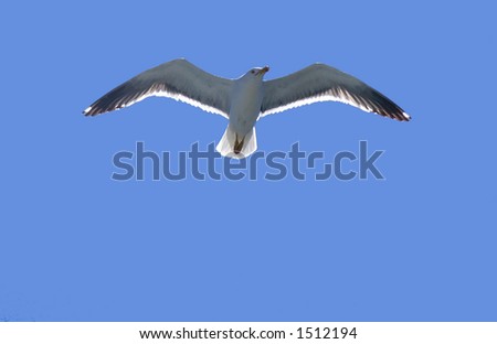 A seagull floating against a clear blue sky - with copyspace below