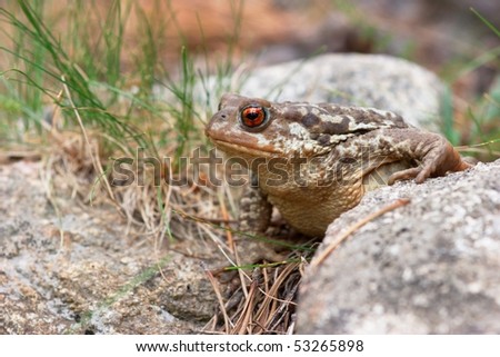Bufo bufo (Common toad) walking on the Floor. Photograph in France (Pyrenean)