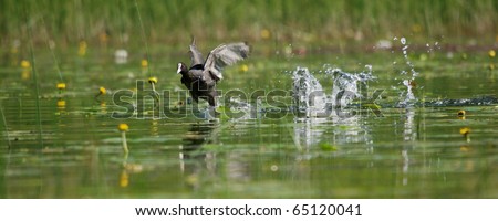 Eurasian coot trying to fly away. Photograph in France, Doubs