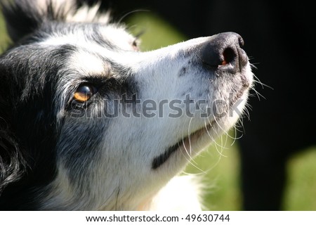 close up border collie face dog, amber eye colour \