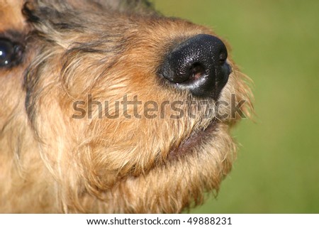 Airedale Terrier Puppy nose