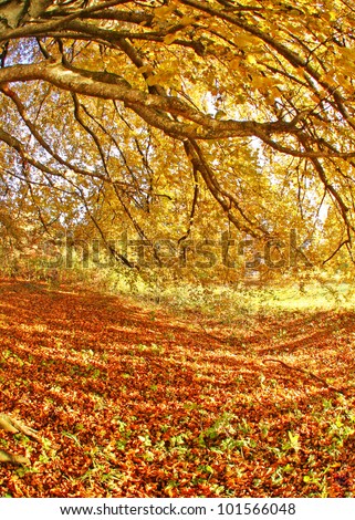 beautiful autumn mood colorfull leaves on the floor