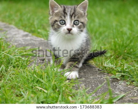 domestic cat outside in the field