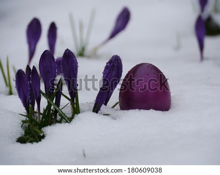easter eggs laying in snow with flowers