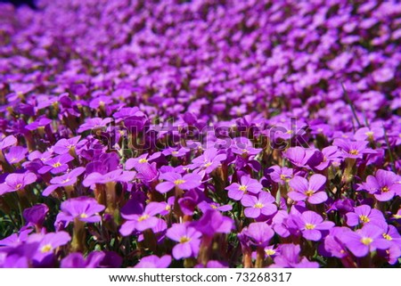 Close-up of some violet flowers sea of flowers