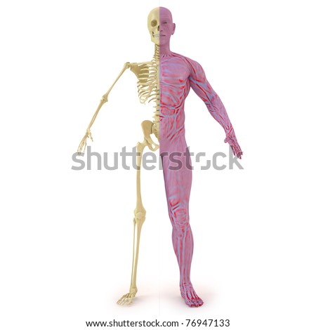 Anatomical Structure Of The Body Man. Bones And Muscular Flesh