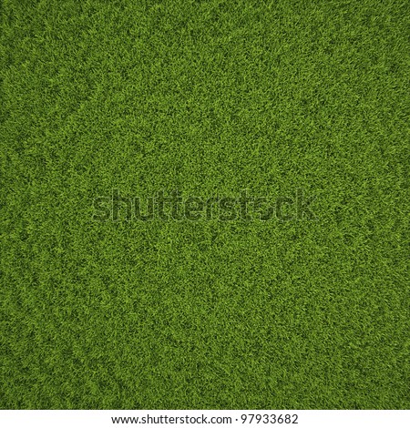 Grass Field Texture