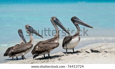 A quartet of pelicans during rush hour on the beach.