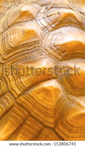 Turtle shell background