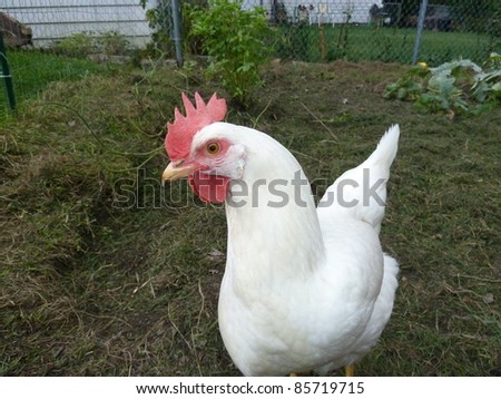 white chicken with red comb and wattles