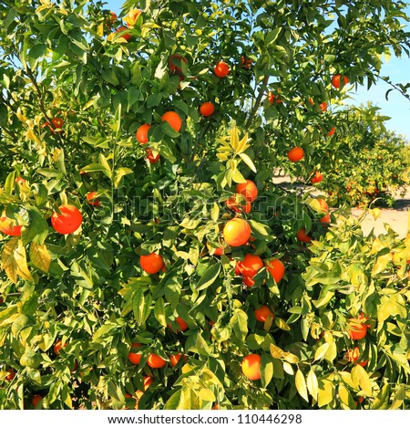 Clementine shaped tree on citron plantation