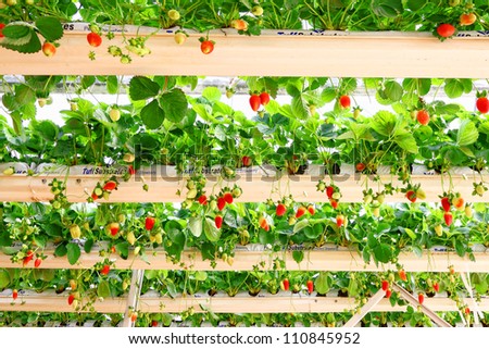 Strawberry growing in a greenhouse
