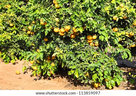Ripe Grapefruit tree on citron plantation