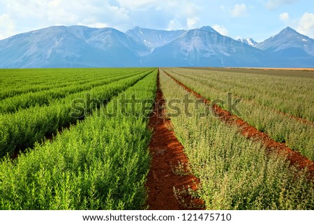 Green field of spice herbs on the mountain background
