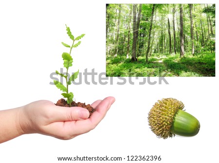 Seedling of oak in human hand, acorn and green forest landscape background - forest recreation and environment protection concept