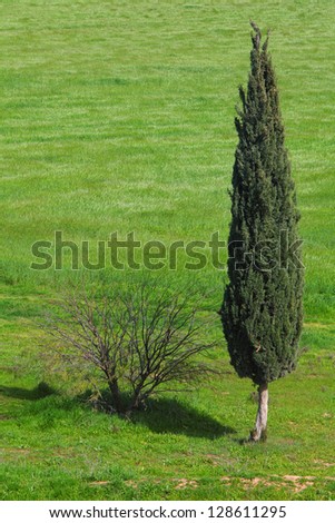 Lonely evergreen cypress and naked bush in green field green field Lonely evergreen cypress and naked bush in green field green field