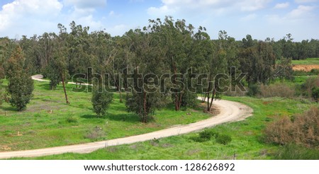 Spring eucalyptus forest and rural curved road panoramic landscape