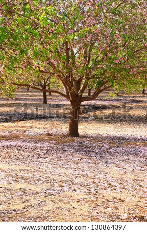 Spring blossoming almond tree and petals shower covering the earth