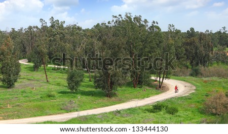 Eucalyptus forest and and the cyclists going on the curved rural road