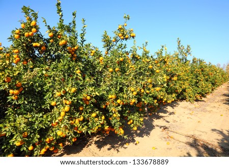 Ripe Grapefruit trees on citron plantation