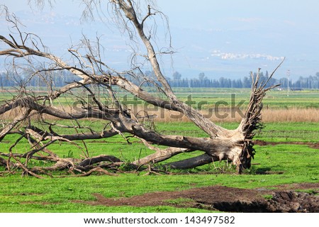 Dry fallen tree in valley