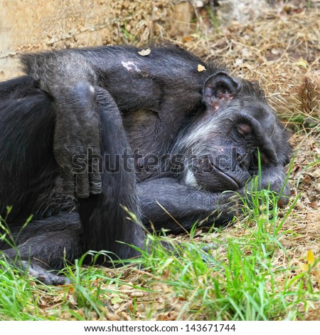 Chimpanzee sleeping on the ground