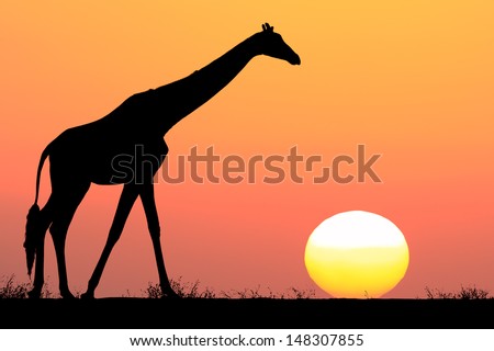 Silhouettes of giraffe on the beautiful sunset background in the Serengeti Park. Tanzania. Africa.