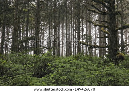 Rain forest with a green underbrush on the ocean fog background. National park. British Columbia