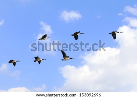Flying geese on the cloudy sky background