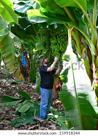 Man on harvesting on a banana plantation