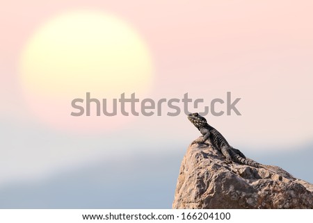 Lizard on a stone against the bright pink desert sunset.