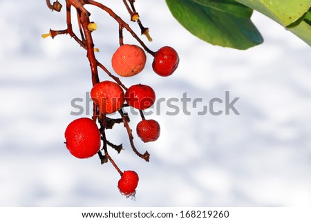 Cluster of red berries of a Greek Strawberry Tree in the winter on the snow background