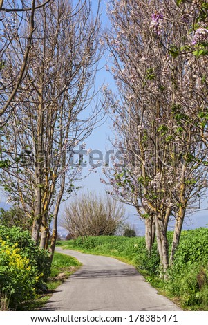 Blossoming trees lane - Park of national natural reserve in the spring (Hula valley park,North of Israel)