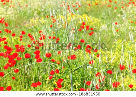 Oats ears with blurred blossoming poppy meadow in the background. Spring concept flower natural background